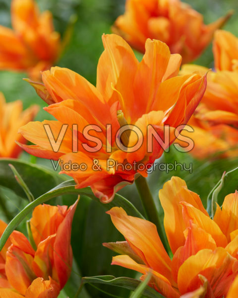 Tulipa Bal d’Orange
