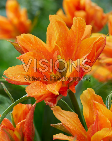 Tulipa Bal d'Orange Tulipa Bal d'Orange