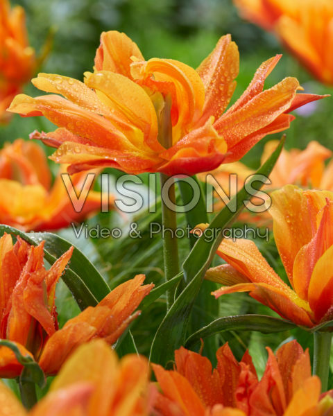 Tulipa Bal d’Orange