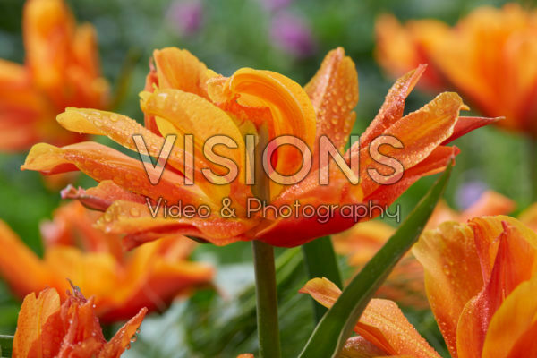 Tulipa Bal d’Orange Tulipa Bal d’Orange