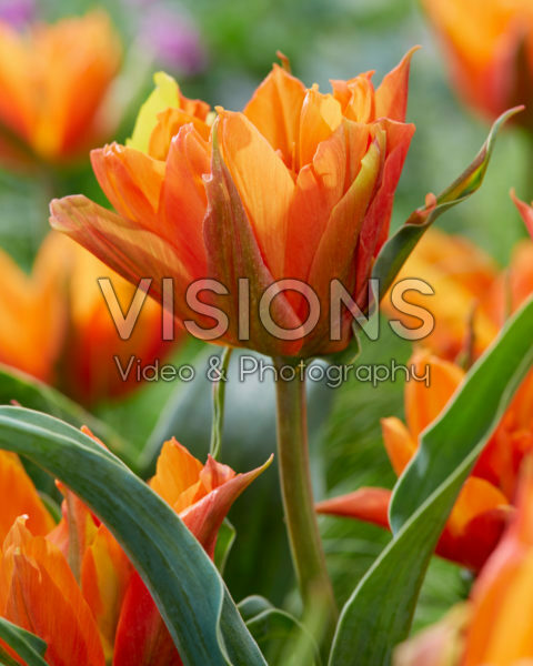 Tulipa Bal d'Orange