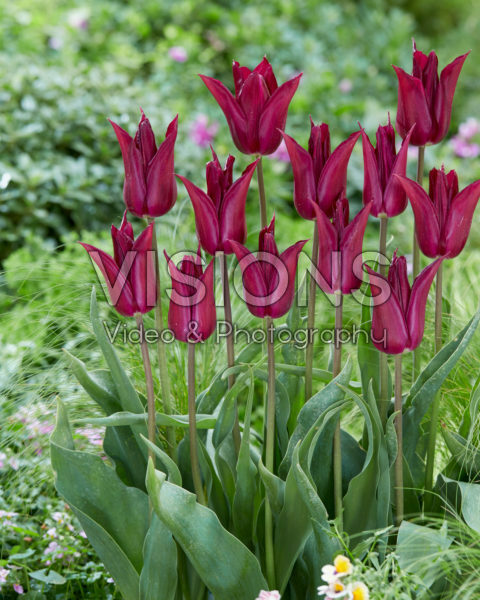 Tulipa Purple Heart