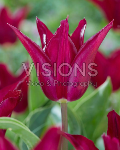 Tulipa Purple Heart