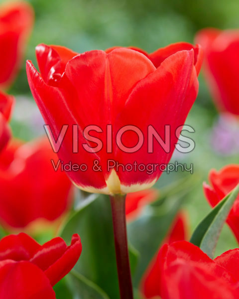 Tulipa Fostery King Tulipa Fostery King
