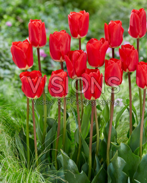 Tulipa Fostery King Tulipa Fostery King