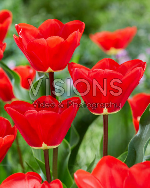 Tulipa Fostery King Tulipa Fostery King