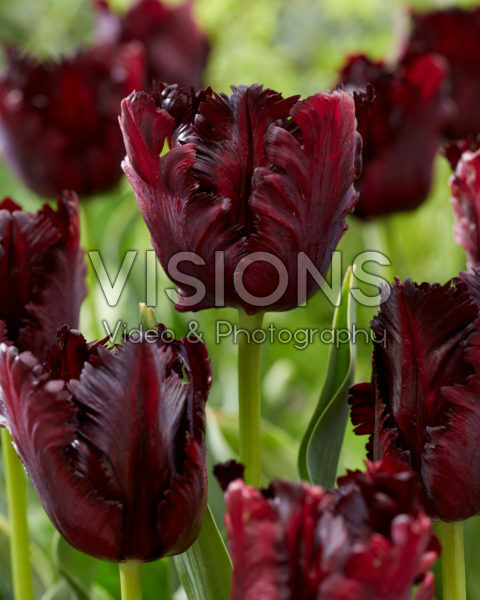 Tulipa Black Parrot Tulipa Black Parrot