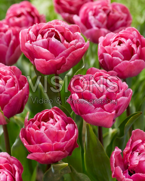 Tulipa Rosy Diamond