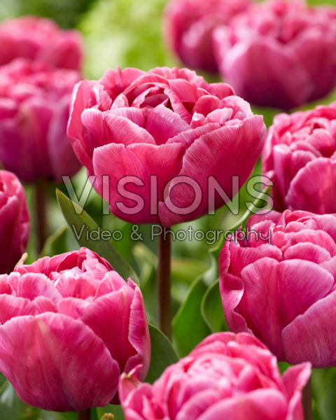 Tulipa Rosy Diamond Tulipa Rosy Diamond