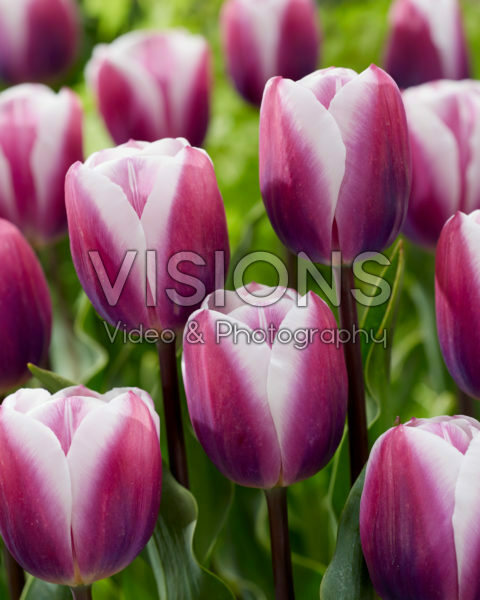 Tulipa Librije