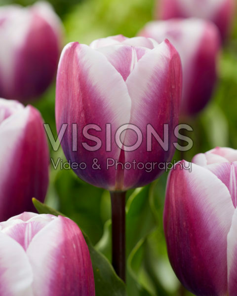 Tulipa Librije Tulipa Librije