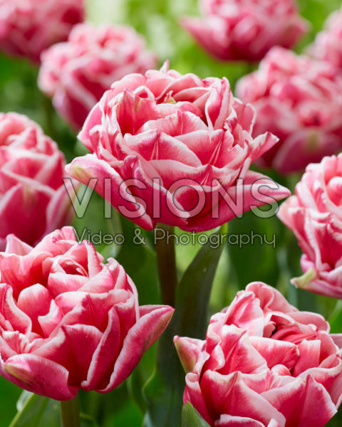 Tulipa Lets Dance Tulipa Lets Dance