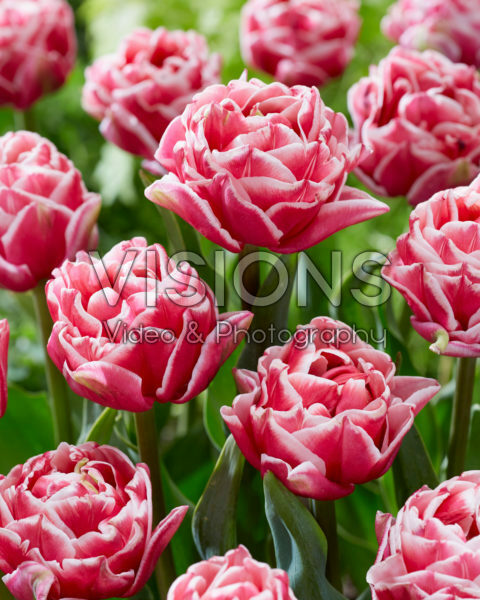 Tulipa Lets Dance Tulipa Lets Dance