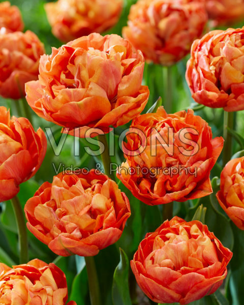 Tulipa Valdivia Tulipa Valdivia