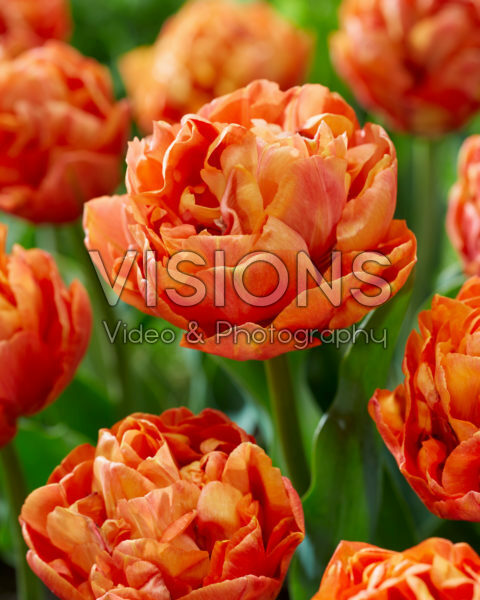 Tulipa Valdivia Tulipa Valdivia