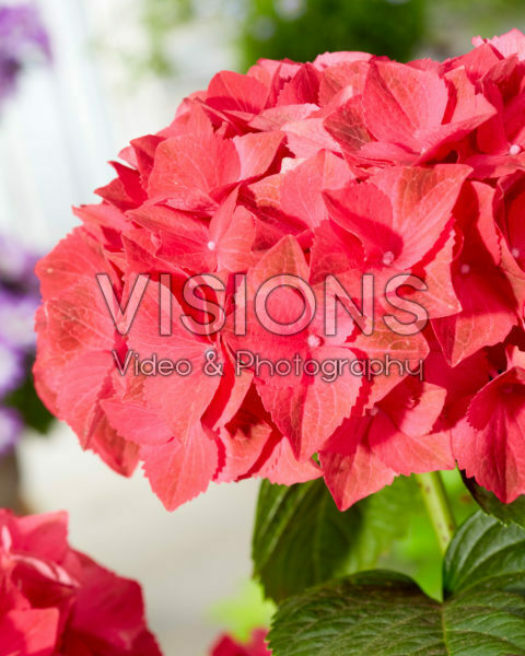 Hydrangea macrophylla Hi Fire Hydrangea macrophylla Hi Fire
