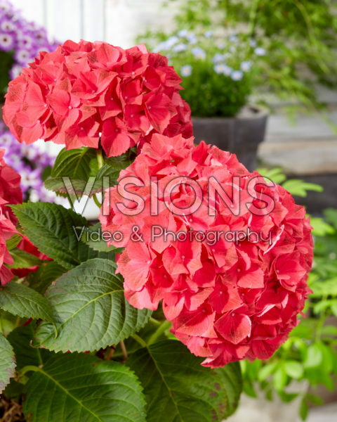 Hydrangea macrophylla Hi Fire Hydrangea macrophylla Hi Fire