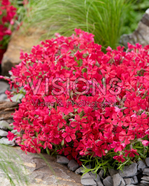 Phlox Really Red Phlox Really Red