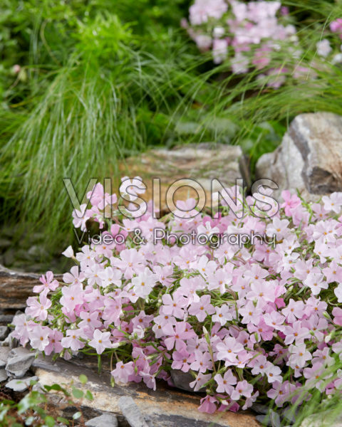 Phlox Strawberries and Cream