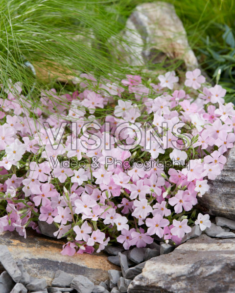Phlox Strawberries and Cream Phlox Strawberries and Cream