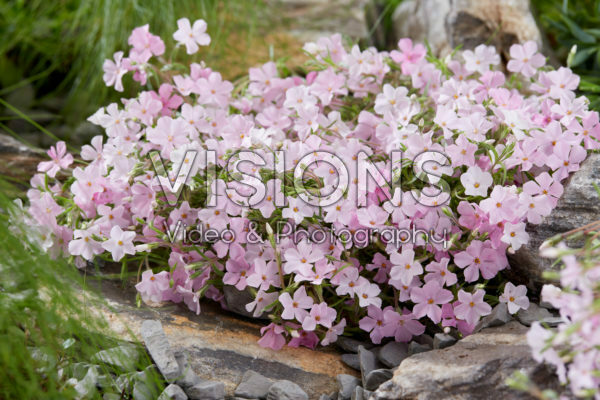 Phlox Strawberries and Cream Phlox Strawberries and Cream