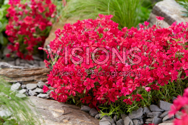 Phlox Really Red