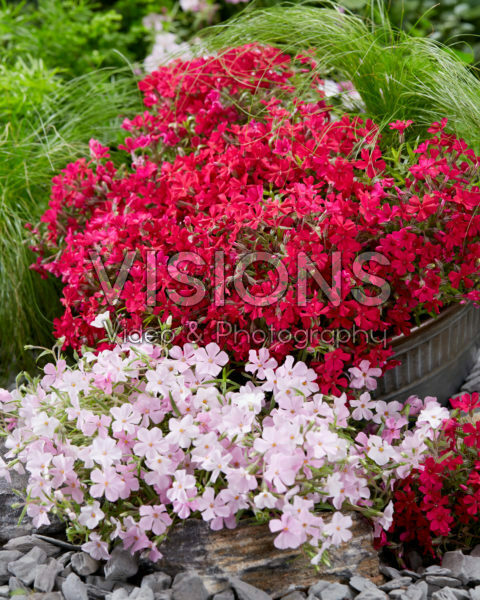 Phlox Strawberries and Cream, Really Red Phlox Strawberries and Cream, Really Red