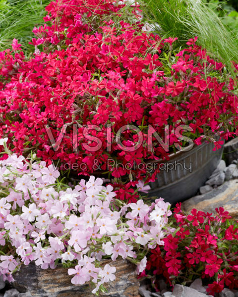 Phlox Strawberries and Cream, Really Red Phlox Strawberries and Cream, Really Red