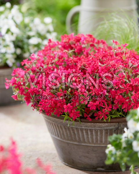 Phlox Really Red