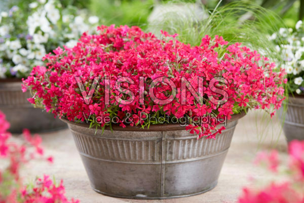 Phlox Really Red Phlox Really Red