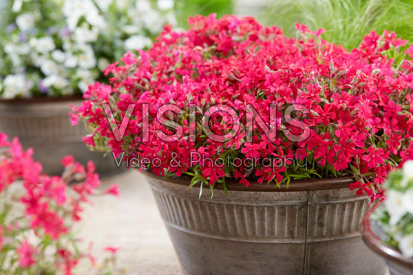 Phlox Really Red Phlox Really Red