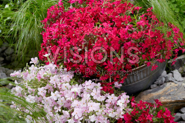 Phlox Strawberries and Cream, Really Red
