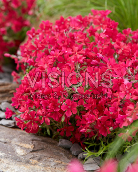 Phlox Really Red Phlox Really Red