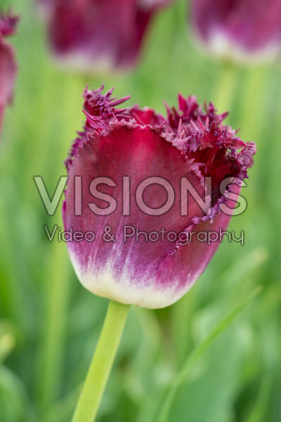Tulipa Purple Crystal