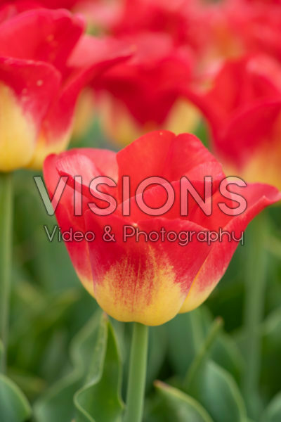 Tulipa Watch Up