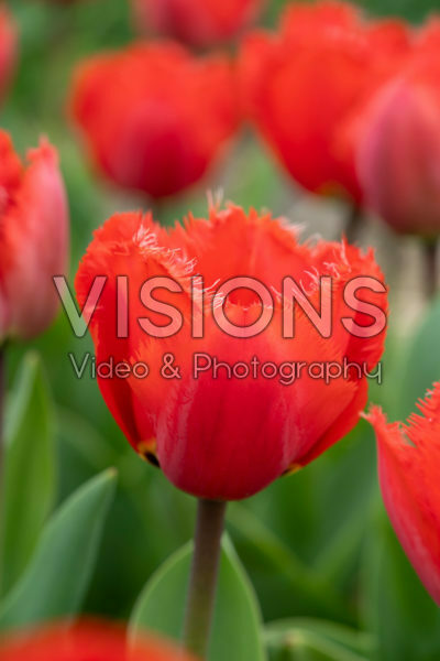 Tulipa Masterpeace