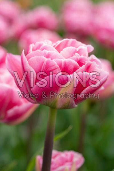 Tulipa Voque