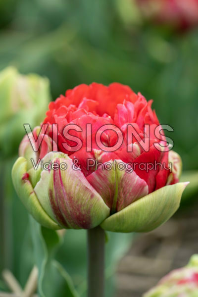 Tulipa Promiss Tulipa Promiss