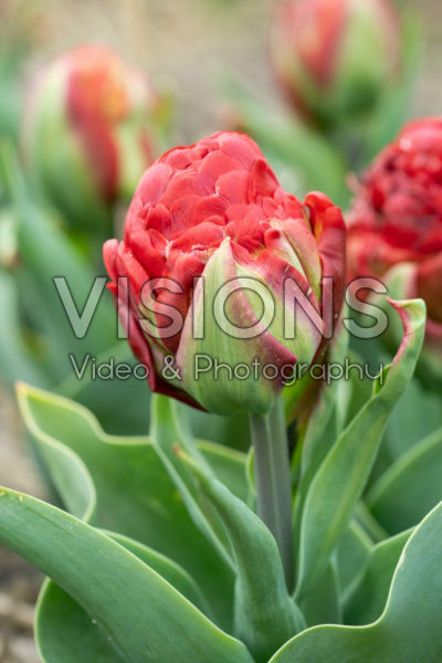 Tulipa Ice Cream Strawberry