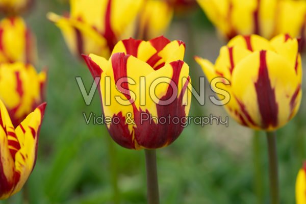 Tulipa Helmar Tulipa Helmar