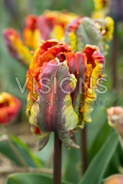 Tulipa Rasta Parrot Tulipa Rasta Parrot