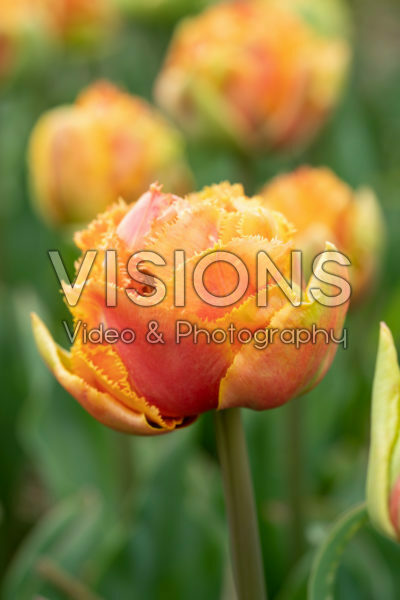 Tulipa Sensual Touch Tulipa Sensual Touch