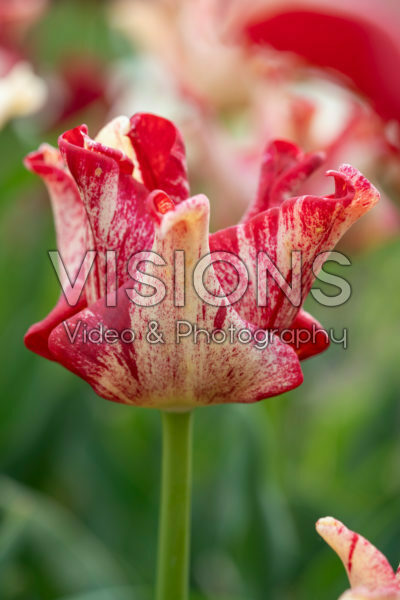 Tulipa Striped Crown Tulipa Striped Crown