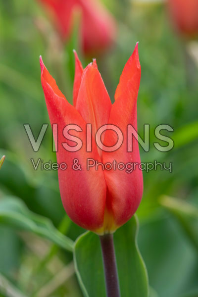 Tulipa Ballerina