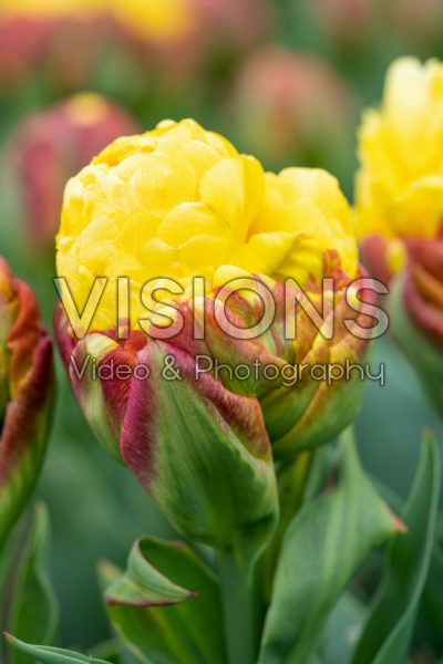 Tulipa Ice Cream Banana
