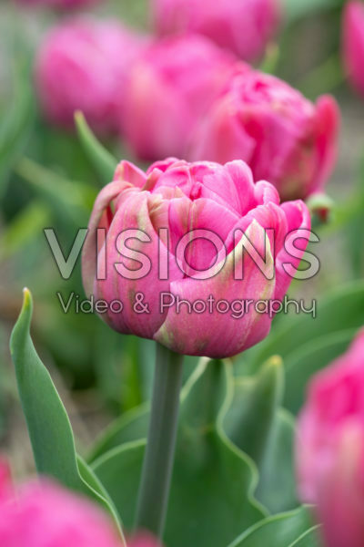 Tulipa Double You Tulipa Double You
