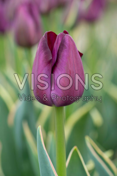Tulipa Caravelle Design
