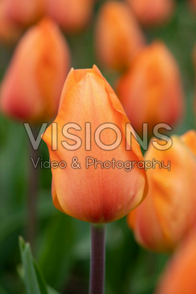 Tulipa Makula