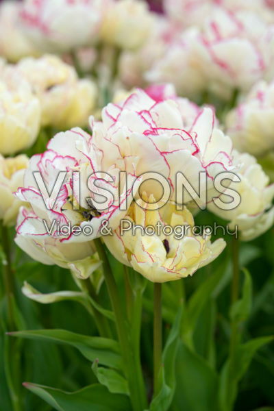 Tulipa Belicia