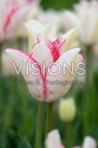 Tulipa Beautytrend Tulipa Beautytrend